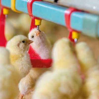 Podajniki i poidła dla kurczaków o średnicy 330 mm Hopper ocynkowany na gorąco